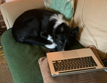 Ted, Sam's dog and a laptop