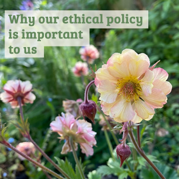 Geum flowers in a garden with the text 'Why our ethical policy is important to us'